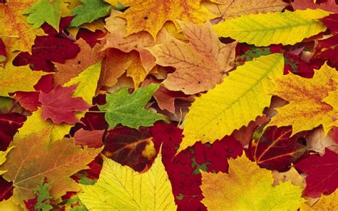 Wallpaper Leaves Red Green Yellow Autumn Colors Palette