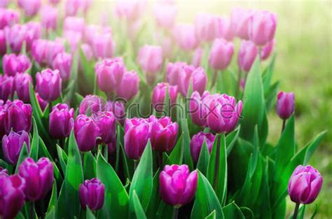 Violet Purple Lilac Tulips Background Summer And Spring Concept Copy