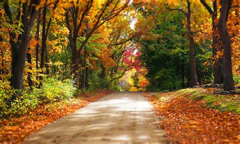 Nature Forest Park Trees Leaves Colorful Road Path Autumn