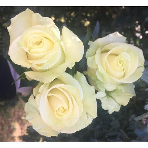 Long Stem Creamy White Roses In A Box Wholesale Prices