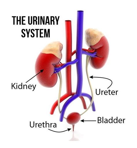 In examining a patient with gastrointestinal pathology, attention should be paid to the state of kidneys and vice versa. Discover Your Urinary System - Island Healthworks Blog