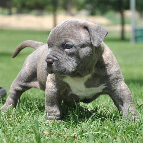 Male red nose pit bull puppy for sale. Pit bull ~ El Mundo Canino