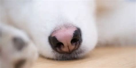 Dog Breeds With Pink Noses And How To Take Care Of It