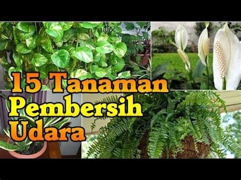 Quotes tentang bintang dari jalaluddin rumi. 15 Tanaman Hias Sehat Pembersih Udara Ruangan - YouTube ...