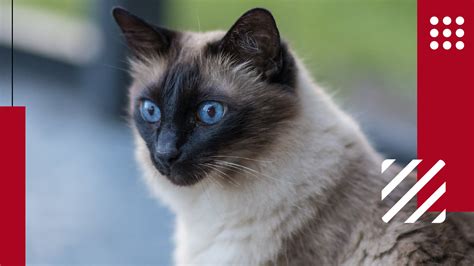 Balinese Cat What To Feed And How To Take Care