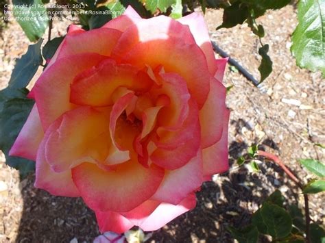 Plantfiles Pictures Hybrid Tea Rose Love And Peace Rosa By Dreamofspring