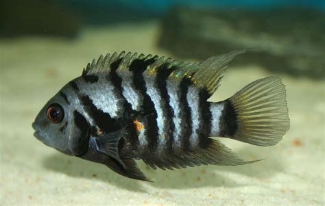 Types Of Cichlids That Can Live Together An Aquarium Guide