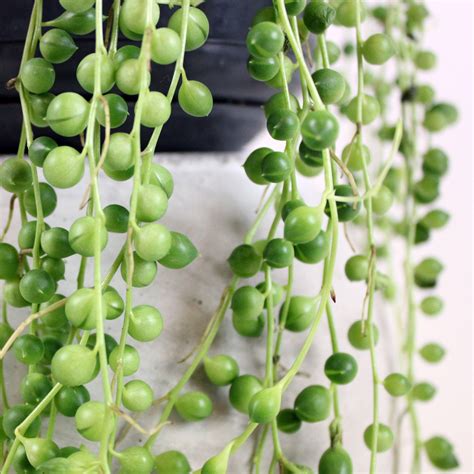 String Of Pearls I Senecio Rowleyanus Plant Delivery Uk Bloombox Club