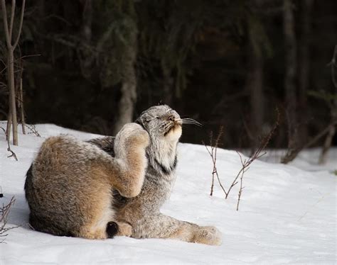 26 Photos Of The Magnificent Canada Lynx The Wild Cat With The
