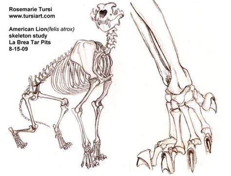 American Lion skeletal study 2 by tursiart on DeviantArt