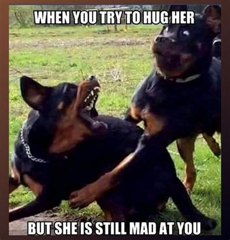 Animals Too Have To Deal With Their Mad Wives 14 Memes Funny