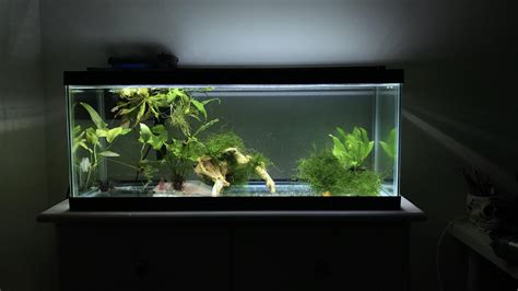 My Axolotl Tank