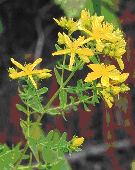 Si piantano in ottobre o in aprile, con una densità di 3 piante al mq. Erbe Officinali di Laura Gelli