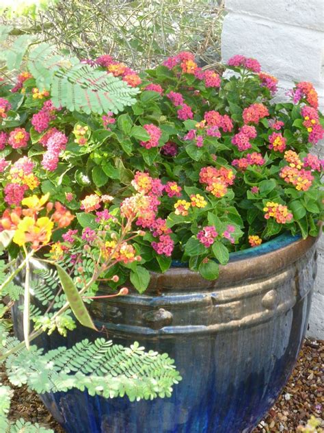 Drought resistant flowering plants uk. pink camara shrub lantana flowering | 1000 | Drought ...