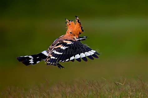 Common Hoopoe Showing Creast In Golden Light Stock Photo Image Of