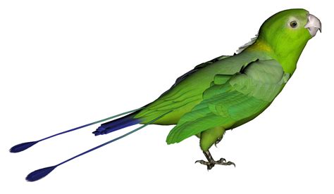 Birds Png Green Parrot Png Clipart Panda Free Clipart Images