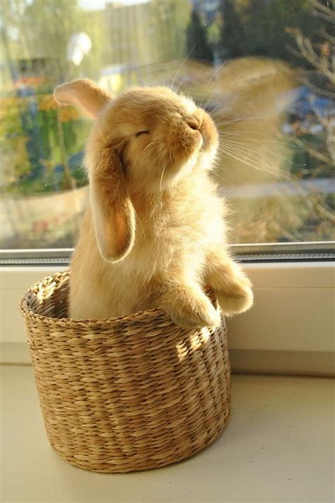 Cute Bunny Pictures Baby Animals Pictures Cute Animal Pictures