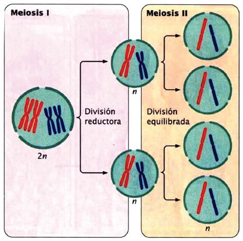 Meiosis Blog De Biología