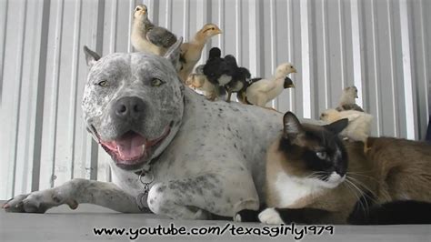 Pit Bull Sharky With Chicks And Cat Day 13 Helenspets