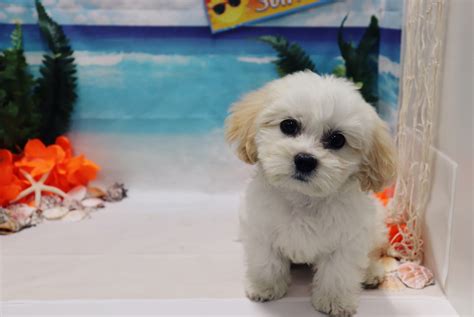 Puppies will come with first set of shots. Cavapoo Puppies For Sale | Las Vegas, NV #279702 | Petzlover