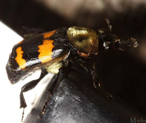 Sexton Beetle Nicrophorus Tomentosus North American Insects And Spiders