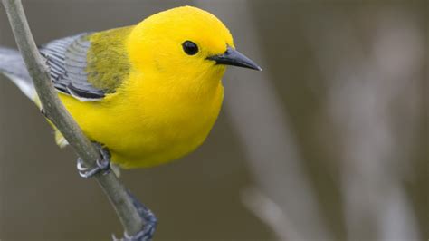 Yellow Bird Is Perching On Tree Branch Hd Birds Wallpapers Hd