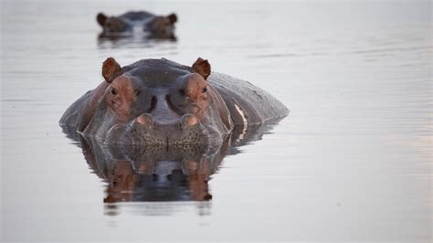 Hippos Africas River Giants About Nature Pbs