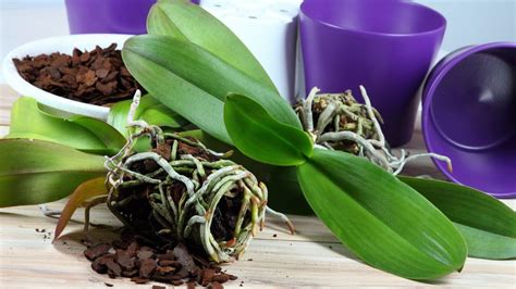 Tea For Orchids Care A Guide To Revive A Dying Orchid Plant Back To Life