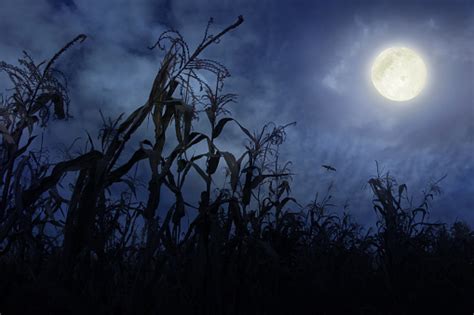 Cornfield At Night Stock Photo Download Image Now Istock