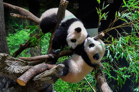 Twin Pandas Born In Tokyo Zoo Make Public Debut Abs Cbn News