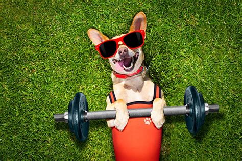 Ask your dentist if they discount multiple implants. 6 Tips To Improve Your Dog's Physical Fitness - YEG Fitness