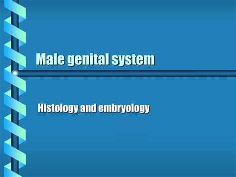 Ppt Male Genital System Powerpoint Presentation Free Download Id