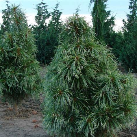 Pine nuts are one of the more expensive nuts on the market because of the time required to grow the nuts and the effort to harvest the seeds from their protective encasement. Buy Korean Nut Pine Cedar (Pinus Koraiensis) 10 seeds ...