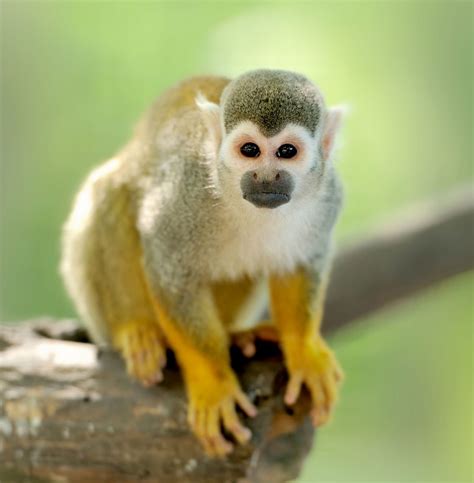 ลิงกระรอก หรือ ลิงกระรอกปากดำ Squirrel Monkeycommon Squirrel Monkey