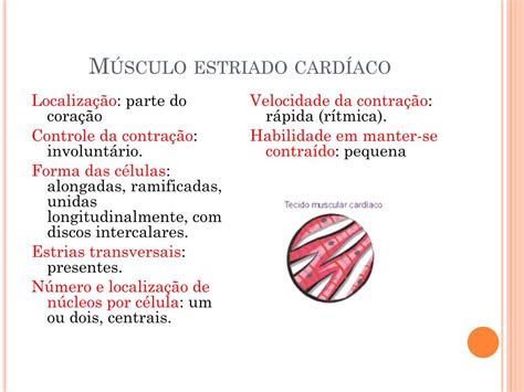 Ppt Tecido Muscular Powerpoint Presentation Free Download Id4880431