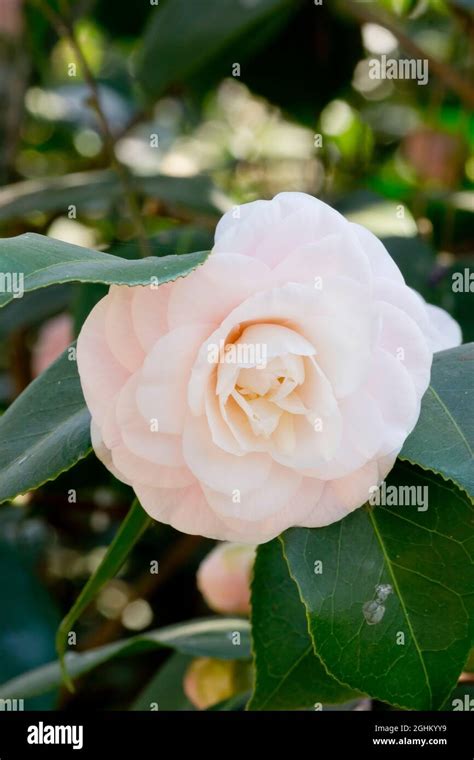 Camellia Ave Maria In Bloom In A Garden Stock Photo Alamy