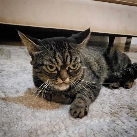Kitzia The New Grumpy Cat On Instagram