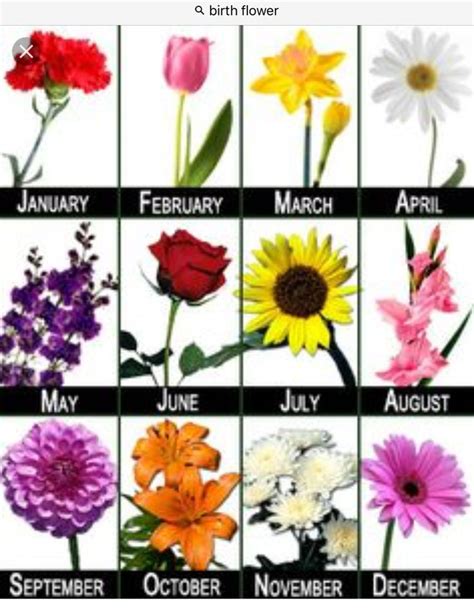 What Are The Flowers For Each Month Flowers By Month Explanation