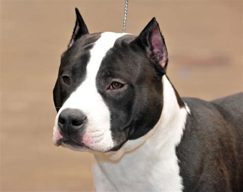 American Staffordshire Terrier - Puppies, Rescue, Pictures, Information