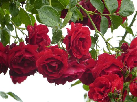 Rose Flower Romance Dews Roses Filled Flower Arrangement Plant