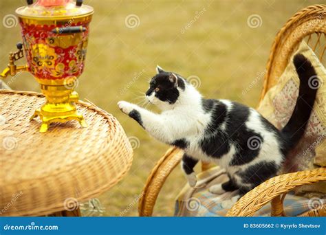 Cat On Rocking Chair Stock Photo Image Of Puss Playful 83605662