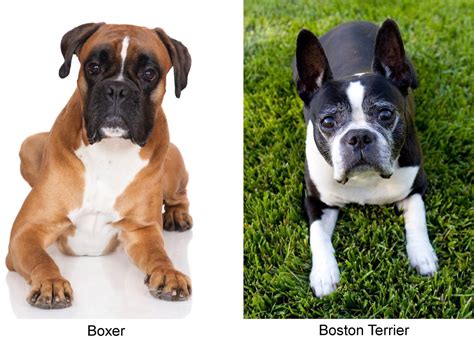 Meet The Miniature Boxer A Mix Breed Of Boxer And Boston