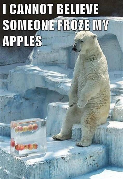 Polar Bear Funny Pictures Dump A Day
