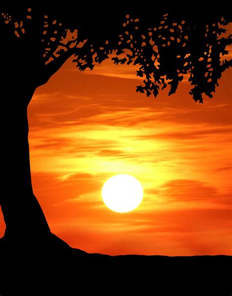 Tree Sunset Silhouette Free Stock Photo Public Domain Pictures