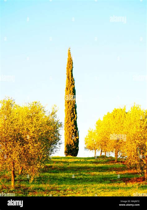 Tuscan Countryside Olive Groves Hi Res Stock Photography And Images Alamy