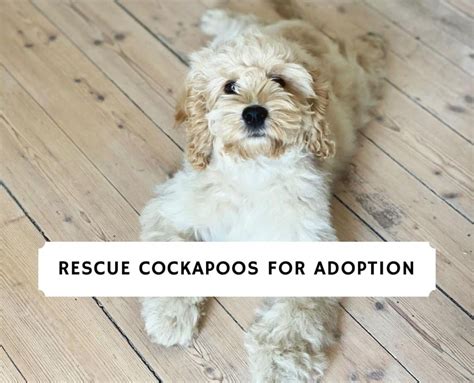 Top Rescue Cockapoos For Adoption We Love Doodles