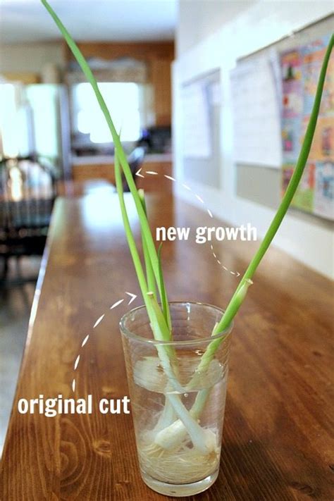 No matter which onion variety you pulled from your garden, storing your onions under the right conditions will keep your these containers prevent the onions from sweating and gathering moisture, which can make them start growing again. How to Re-Grow Green Onions from the Grocery Store! | The ...