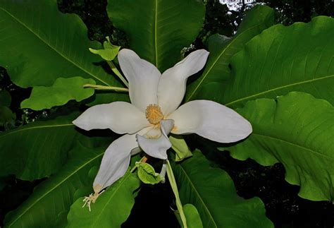 Bigleaf Magnolia Magnolia Macrophylla 001 Photograph By George