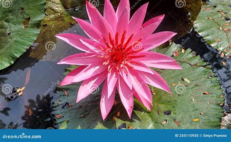 A Very Beautiful Pink Lotus Flower Dazzles Every Eye That Looks At It