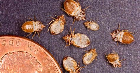 Naturally Get Rid of Bed Bugs: How To Kill A Bedbug Infestation